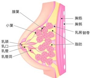 胸部调整术还原你的梦  　　